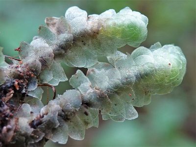 Achrophyllum quadrifarium, photographed by Jacqui Geux