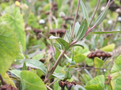 Spilanthes urens, photographed by Lsf