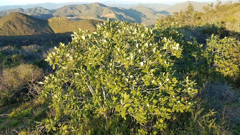 Aesculus parryi, photographed by Alan Rockefeller