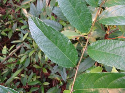 Rubus hexagynus, photographed by 呂一起(Lyu yi-chi)
