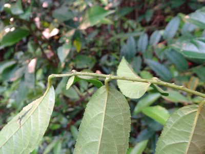 Rubus hexagynus, photographed by 呂一起(Lyu yi-chi)