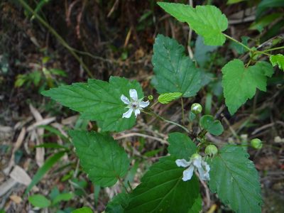 Rubus conduplicatus, photographed by 呂一起(Lyu yi-chi)