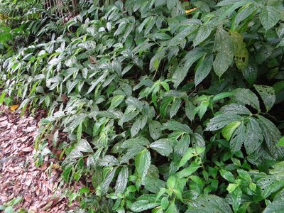 Elatostema platyphyllum, photographed by 呂一起(Lyu yi-chi)