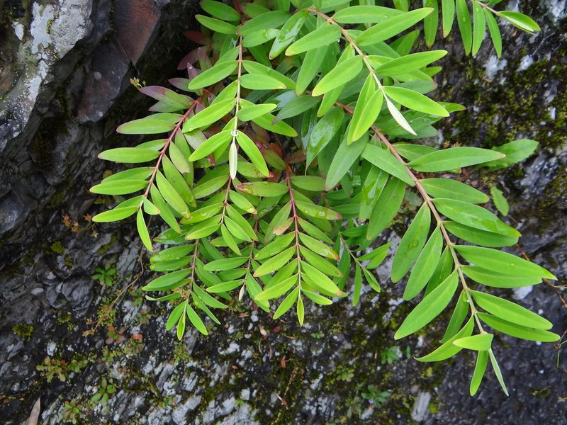 Hypericum subalatum, photographed by 呂一起(Lyu yi-chi)