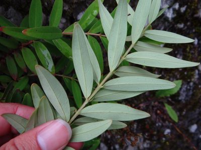 Hypericum subalatum, photographed by 呂一起(Lyu yi-chi)