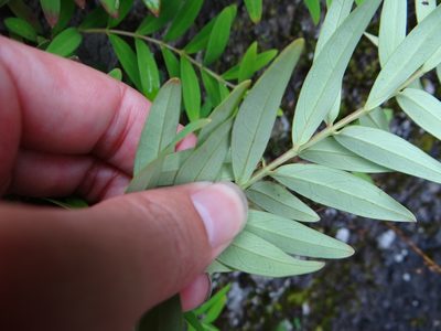 Hypericum subalatum, photographed by 呂一起(Lyu yi-chi)