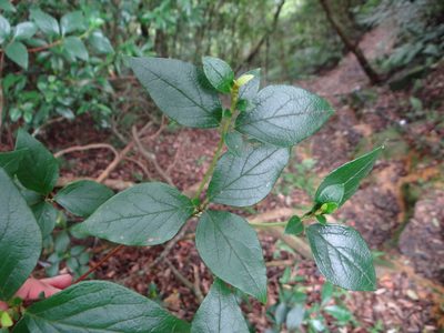Rhododendron mariesii, photographed by 呂一起(Lyu yi-chi)