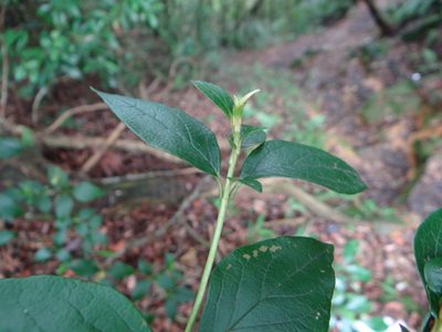 Rhododendron mariesii, photographed by 呂一起(Lyu yi-chi)