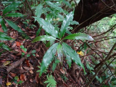 Helicia cochinchinensis, photographed by 呂一起(Lyu yi-chi)