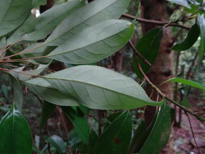Meliosma squamulata, photographed by 呂一起(Lyu yi-chi)