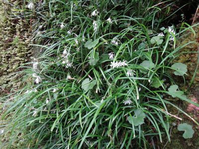 Ophiopogon intermedius, photographed by 呂一起(Lyu yi-chi)