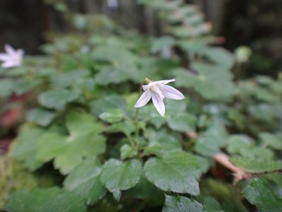 Peracarpa carnosa, photographed by 呂一起(Lyu yi-chi)