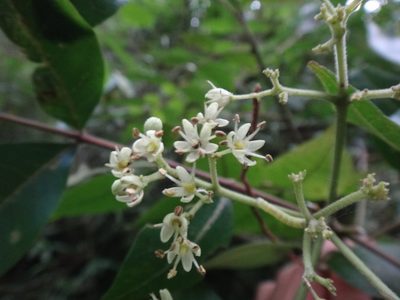 Tetradium ruticarpum, photographed by 呂一起(Lyu yi-chi)