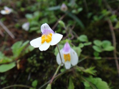 Mazus alpinus, photographed by 呂一起(Lyu yi-chi)