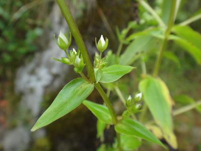 Swertia macrosperma, photographed by 呂一起(Lyu yi-chi)