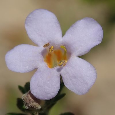 Chaenostoma polyanthum, photographed by Nicola van Berkel