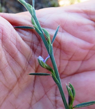 Psoralea alata, photographed by linkie