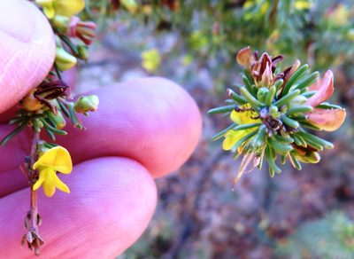 Aspalathus spinosa, photographed by linkie
