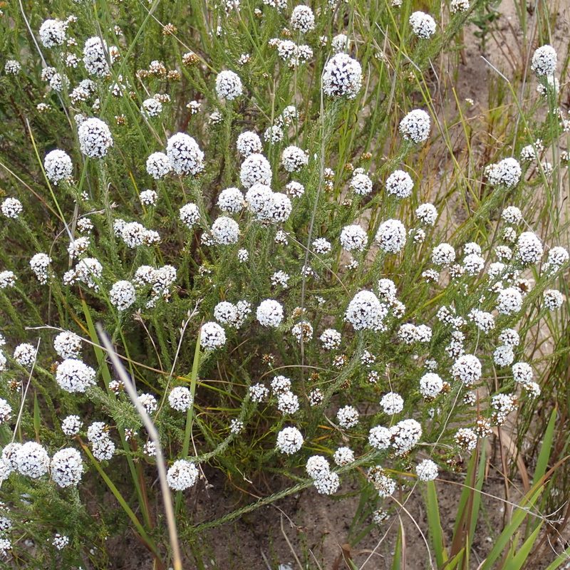 Stoebe kraussii, photographed by Di Turner