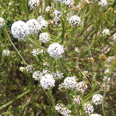 Stoebe kraussii, photographed by Di Turner