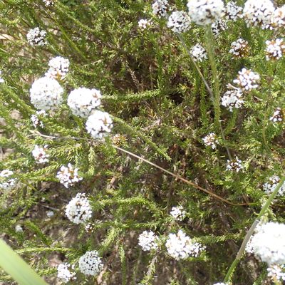 Stoebe kraussii, photographed by Di Turner