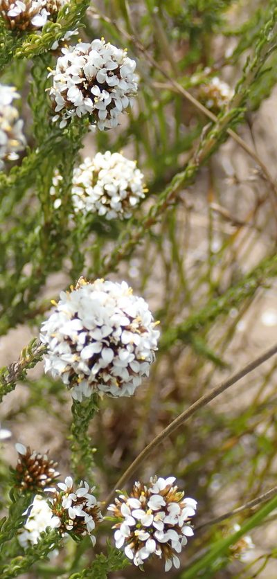 Stoebe kraussii, photographed by Di Turner
