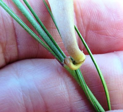 Aspidoglossum gracile, photographed by linkie