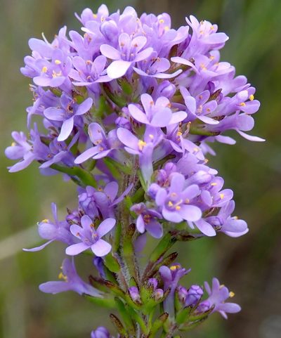 Selago burchellii, photographed by Di Turner
