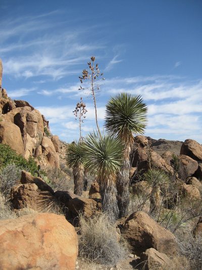 Yucca rostrata, photographed by Rob Foster