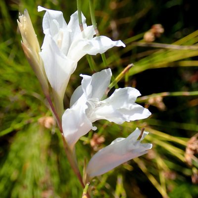 Gladiolus vaginatus, photographed by Di Turner