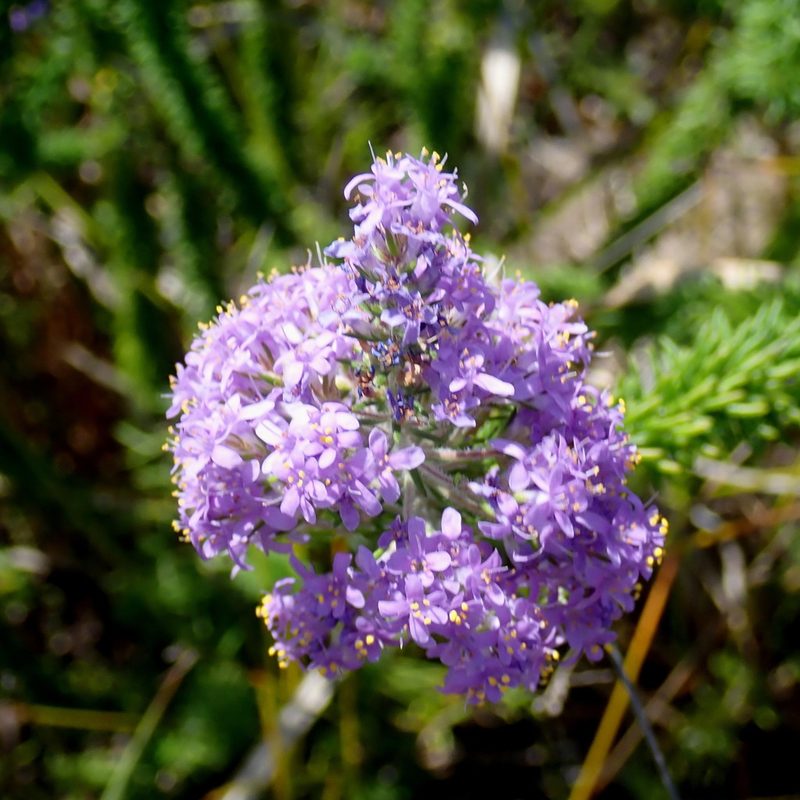 Selago burchellii, photographed by Di Turner