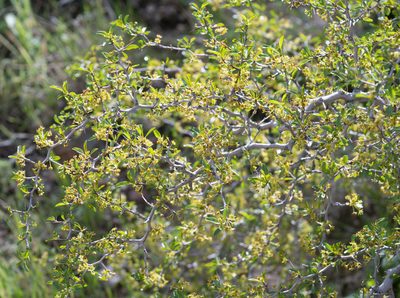 Pseudoziziphus parryi, photographed by Jesse Rorabaugh