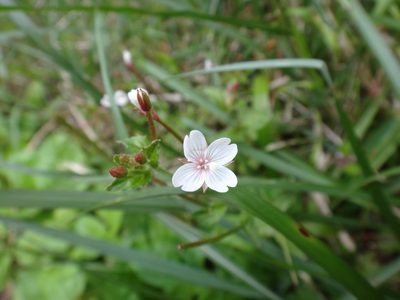 Epilobium amurense, photographed by 呂一起(Lyu yi-chi)