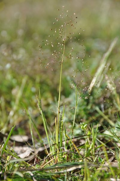 Molineriella minuta, photographed by Josep Gesti
