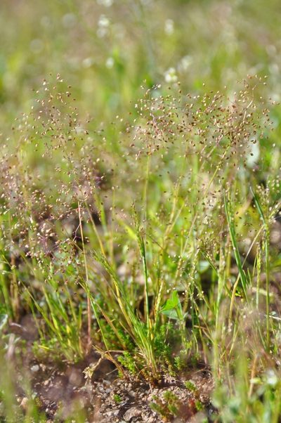 Molineriella minuta, photographed by Josep Gesti