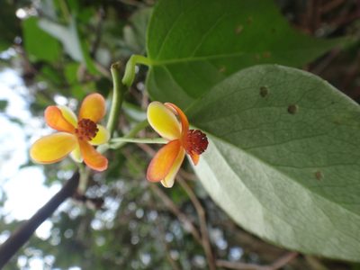 Schisandra arisanensis, photographed by 呂一起(Lyu yi-chi)