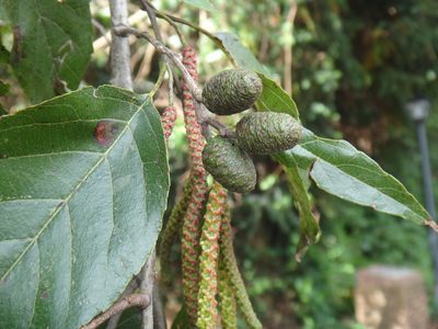 Alnus formosana, photographed by 呂一起(Lyu yi-chi)