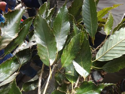 Quercus stenophylloides, photographed by 呂一起(Lyu yi-chi)