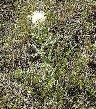 Cirsium canescens, photographed by Colin Croft