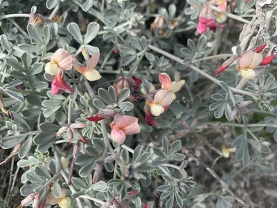 Acmispon niveus, photographed by Jim Riley