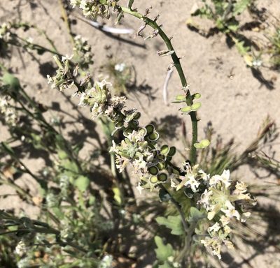 Dithyrea californica, photographed by Rachel Allingham