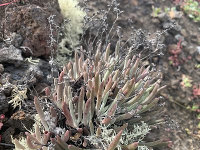 Dudleya attenuata, photographed by Jim Riley