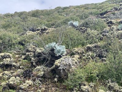 Dudleya anthonyi, photographed by Jim Riley