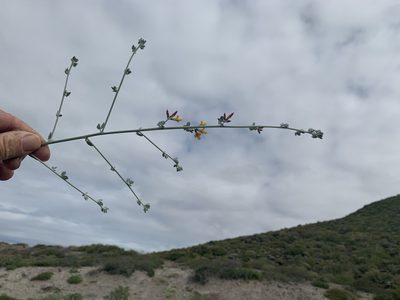 Acmispon distichus, photographed by Jim Riley