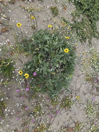 Helianthus niveus, photographed by Jim Riley