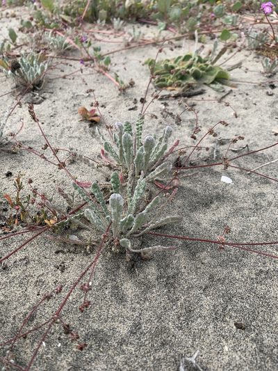 Nemacaulis denudata, photographed by Jim Riley