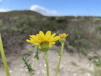 Senecio californicus, photographed by Jim Riley