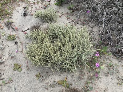 Atriplex julacea, photographed by Jim Riley