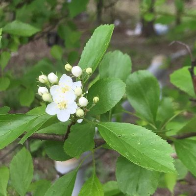Crataegus spathulata, photographed by Brady Reed