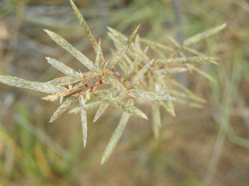 Eragrostis nindensis, photographed by Antoinette Eyssell Knox